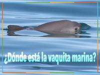 __Do__nde_esta___la_vaquita_marina_